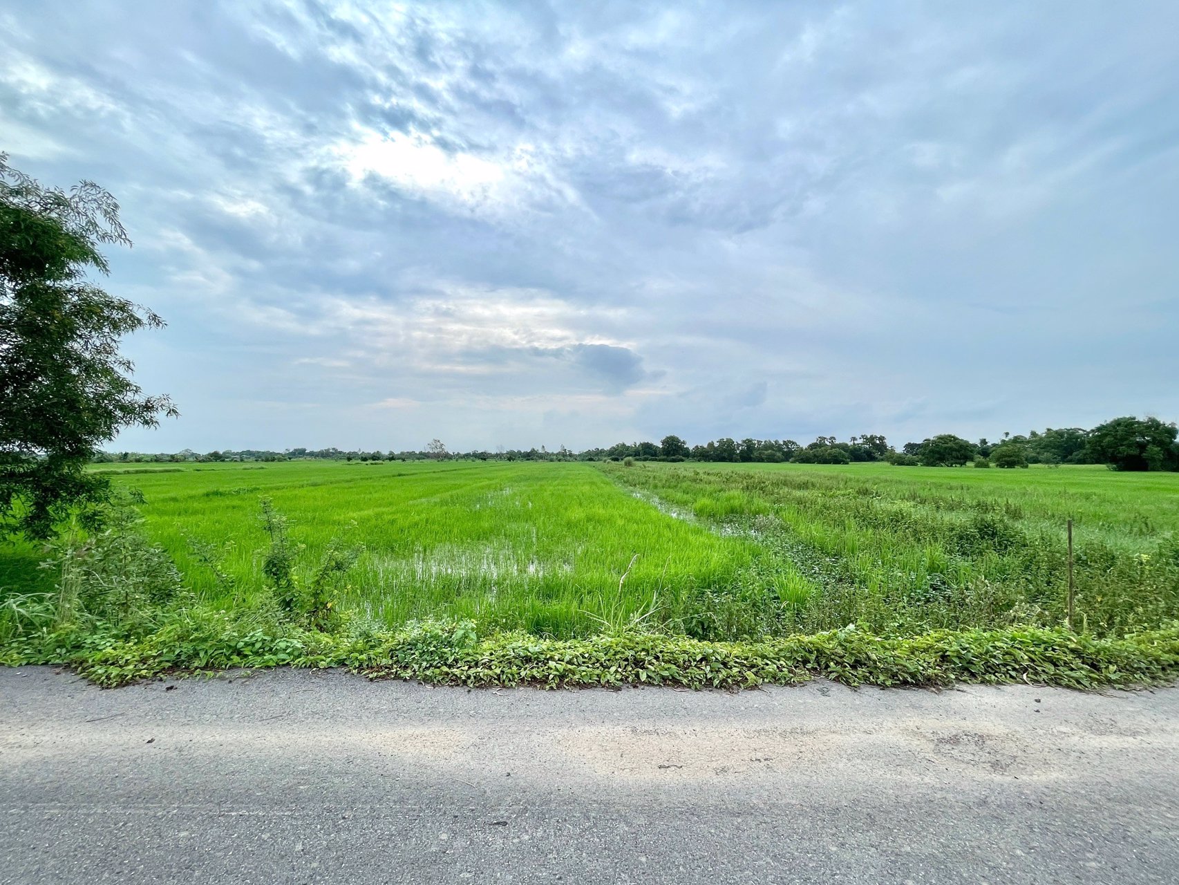 ขายที่นาราคาถูก-3-ไร่-2-งาน-164-ตารางวา-ตท่าทราย-อเมือง-จนครนายก-ติดถนน-ใกล้เมือง