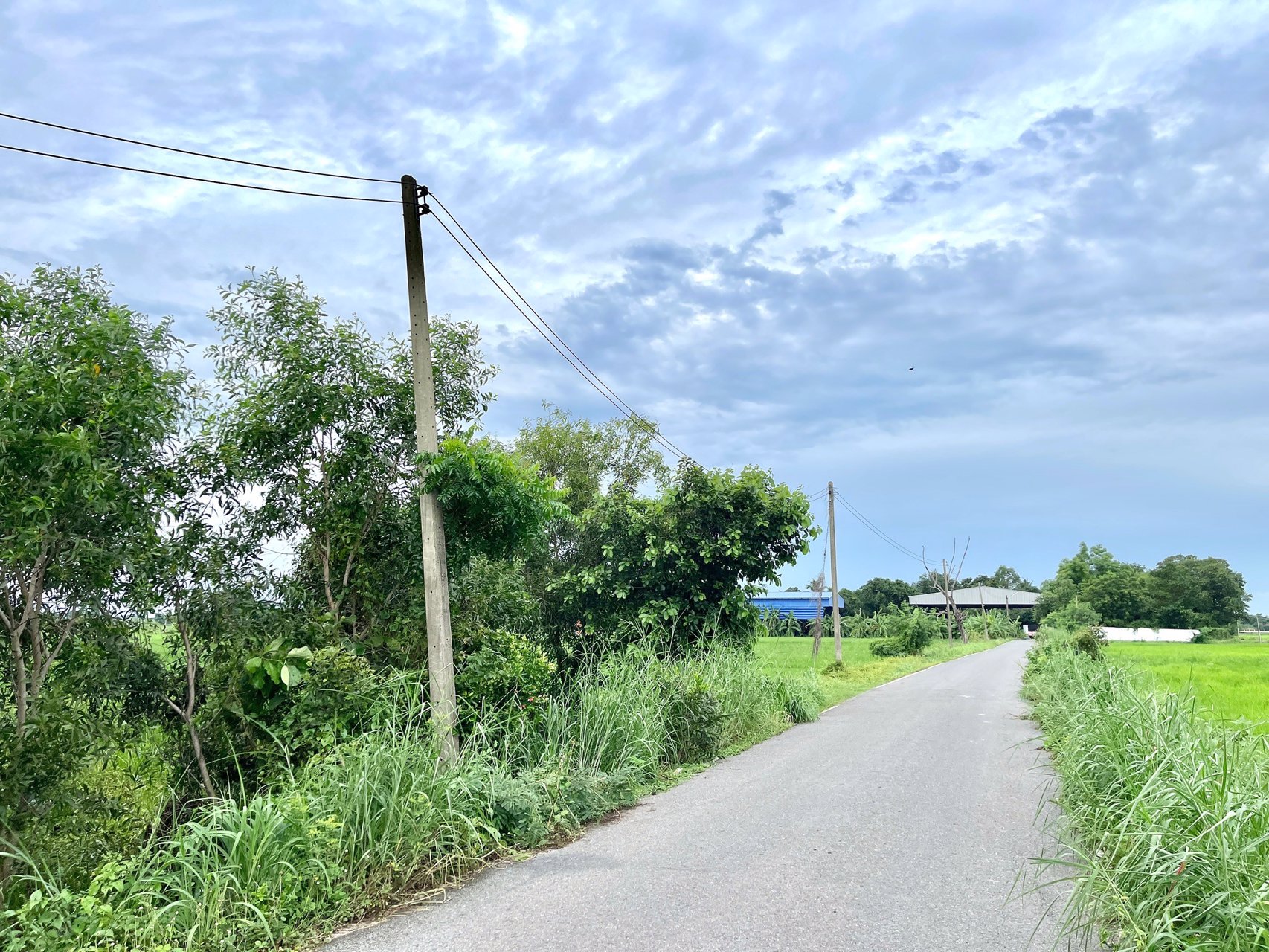 ขายที่นาราคาถูก-3-ไร่-2-งาน-164-ตารางวา-ตท่าทราย-อเมือง-จนครนายก-ติดถนน-ใกล้เมือง