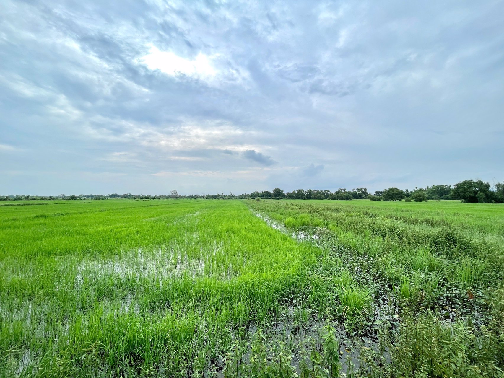 ขายที่นาราคาถูก-3-ไร่-2-งาน-164-ตารางวา-ตท่าทราย-อเมือง-จนครนายก-ติดถนน-ใกล้เมือง