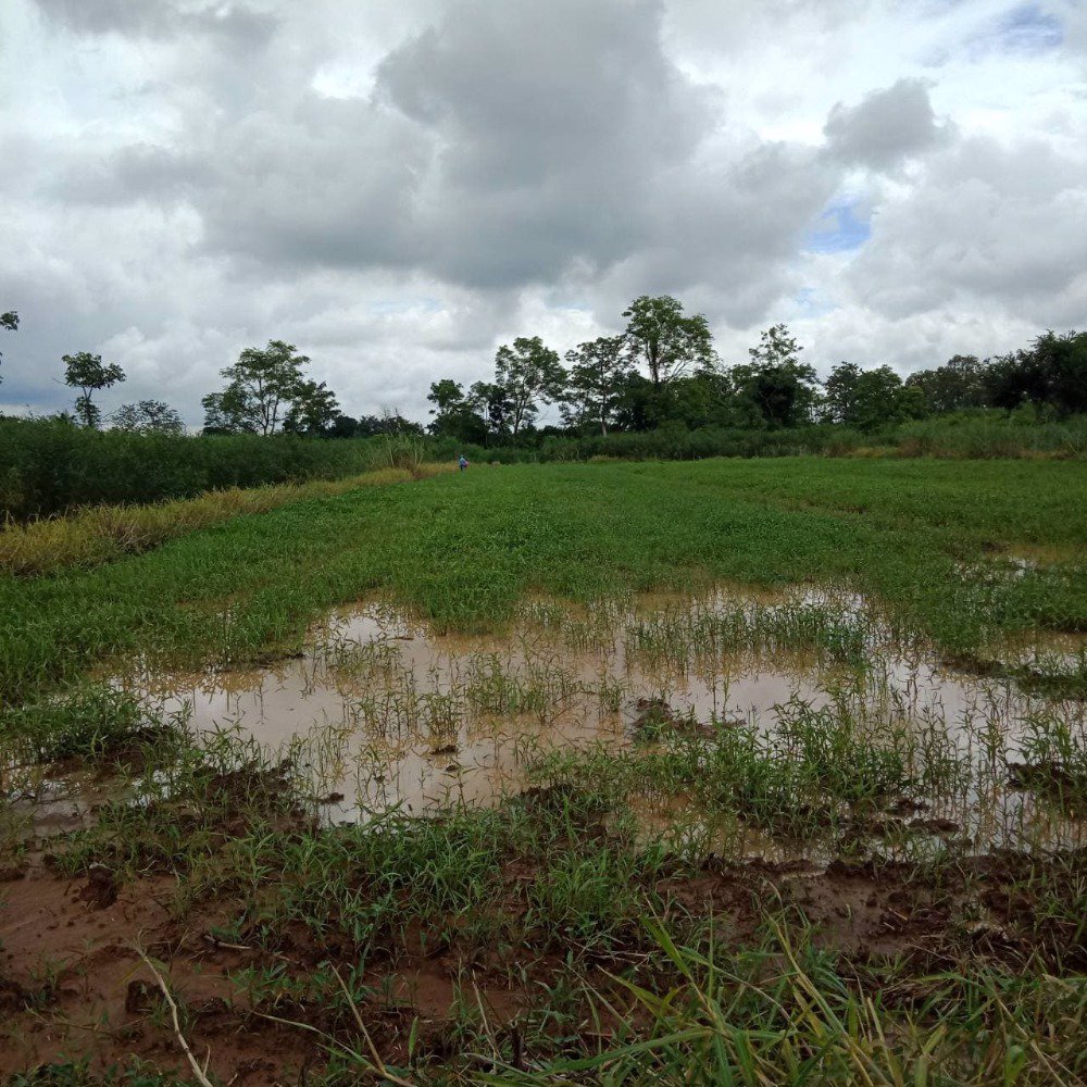 ขายที่ดินใกล้สนามบินสุโขทัย-20-ไร่-2-งาน-เจ้าของขายเองด่วนน-