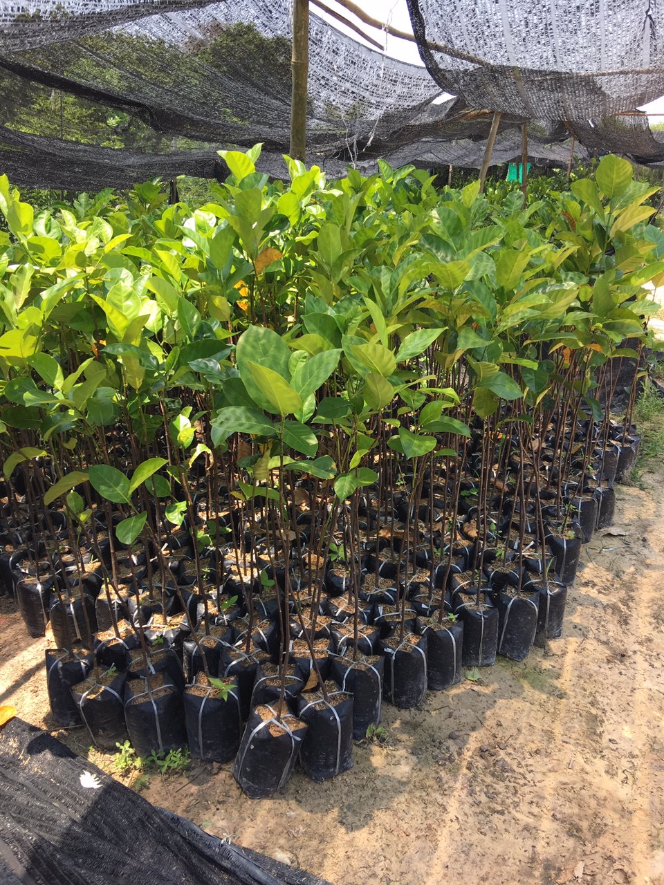 ขายถูกๆ-สวนเพราะกิ่งพันธ์ไม้-ในตัวเมืองปราจีนไร่ละ-64แสน