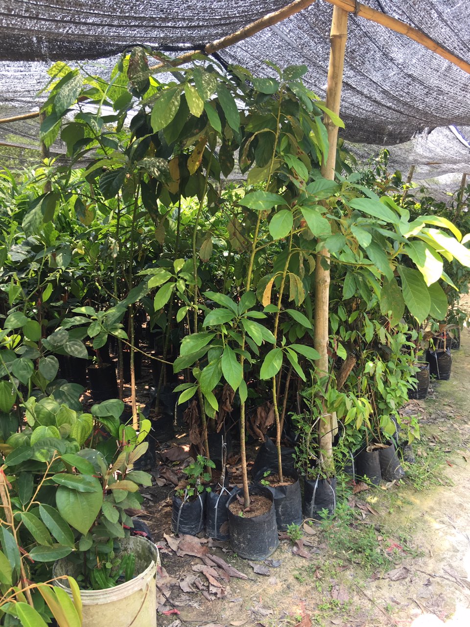 ขายถูกๆ-สวนเพราะกิ่งพันธ์ไม้-ในตัวเมืองปราจีนไร่ละ-64แสน
