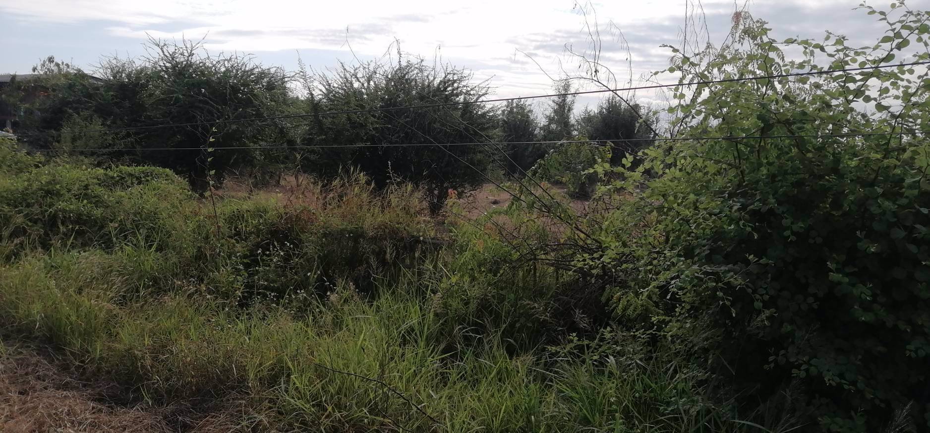 ขายที่ดิน-9-ไร่-2-งาน-85-ตารางวา