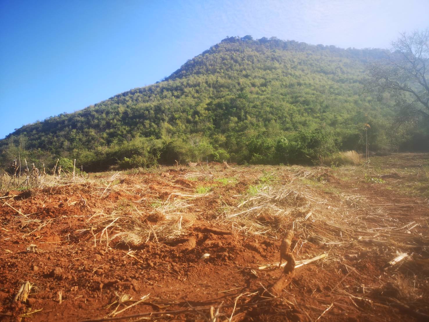 ขาย-ที่ดิน-ที่ตากอากาศ-ราคาถูก-อำเภอสีคิ้ว-โคราช