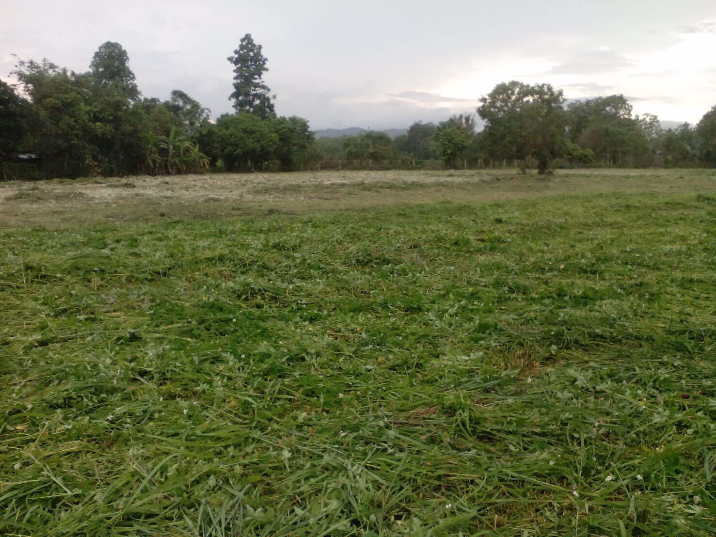 ขายที่ดินเปล่า-ถนนเด่นห้า-ดงมะดะ-ตป่าอ้อดอนชัย-อเมือง-จเชียงราย-ฝั่งเดียวกับไร่บุญรอด