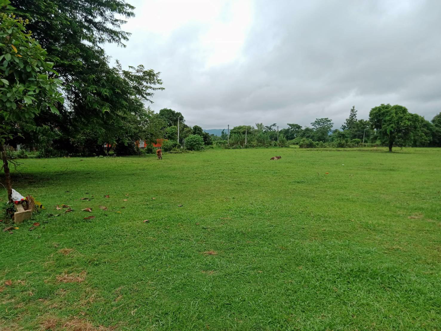 ขายที่ดินเปล่า-ถนนเด่นห้า-ดงมะดะ-ตป่าอ้อดอนชัย-อเมือง-จเชียงราย-ฝั่งเดียวกับไร่บุญรอด