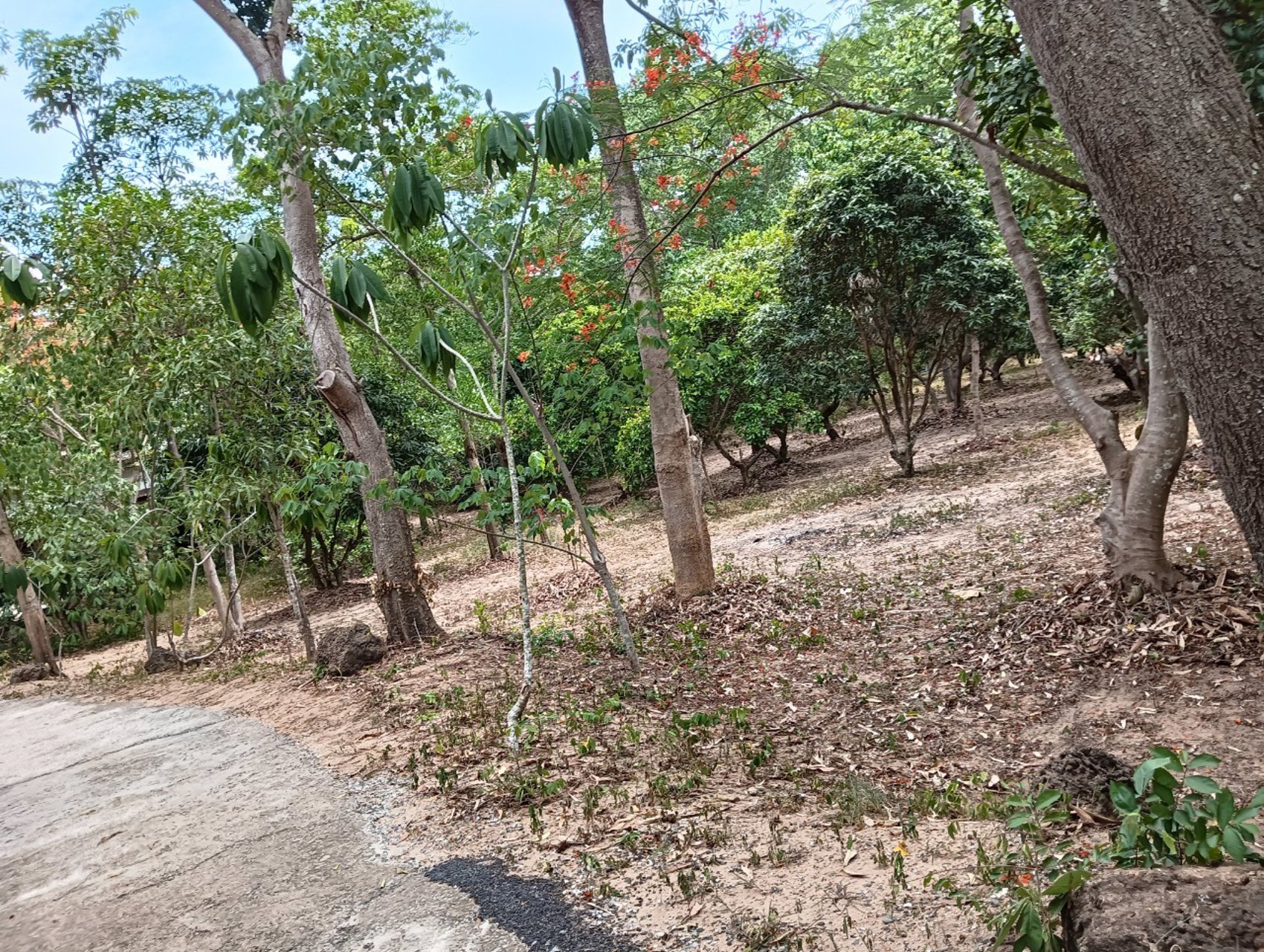 ขายที่ดินสวนบางละมุง-ถนนสันติคาม-ตำบลโป่ง-อำเภอบางละมุง-ชลบุรี