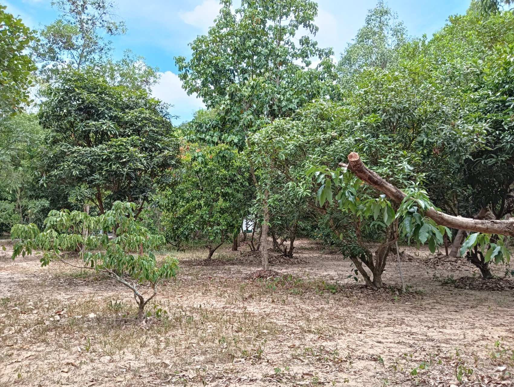 ขายที่ดินสวนบางละมุง-ถนนสันติคาม-ตำบลโป่ง-อำเภอบางละมุง-ชลบุรี