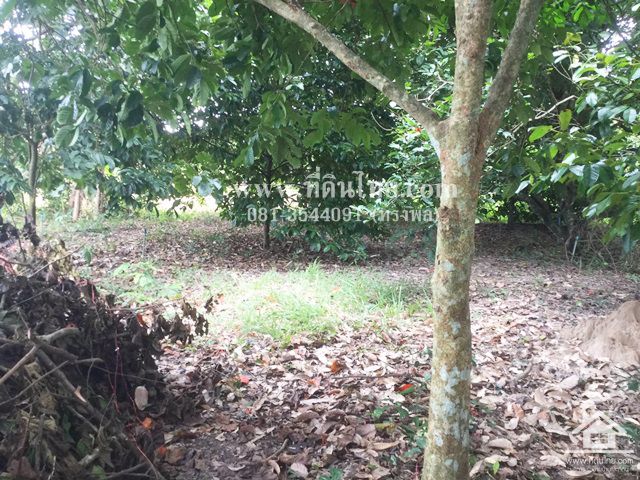 ขายสวนผลไม้-อมะขามจันทบุรี-โฉนด-6ไร่-ตมะขาม-อมะขามจจันทบุรี-รหัส-l295