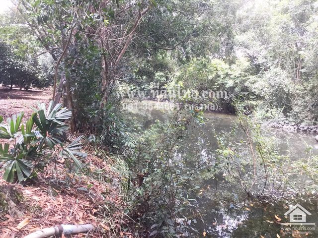 ขายสวนผลไม้-อมะขามจันทบุรี-โฉนด-6ไร่-ตมะขาม-อมะขามจจันทบุรี-รหัส-l295