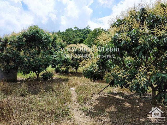 ขายที่ดินสวนลำไย-วิวสวย-ทุ่งกร่างทับไทร-35ไร่-ตทับไทร-อโป่งน้ำร้อน-จจันทบุรี-รหัส-l273