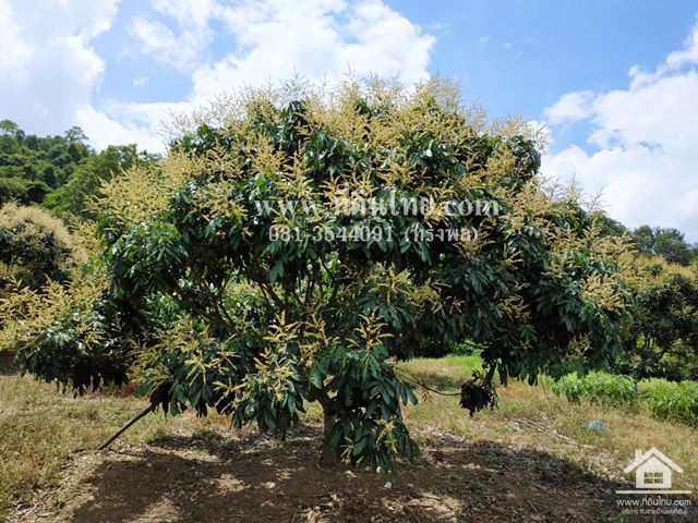 ขายที่ดินสวนลำไย-วิวสวย-ทุ่งกร่างทับไทร-35ไร่-ตทับไทร-อโป่งน้ำร้อน-จจันทบุรี-รหัส-l273