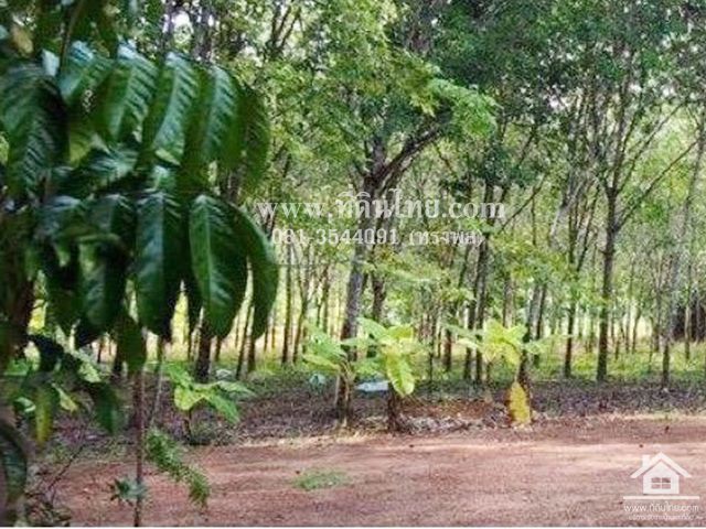 ขายสวนยางพารา-พร้อมบ้านเขาชะเมาระยอง-โฉนด-12ไร่-2งาน-62ตรว-ตน้ำเป็น-อเขาชะเมา-จระยอง-รหัส-l301