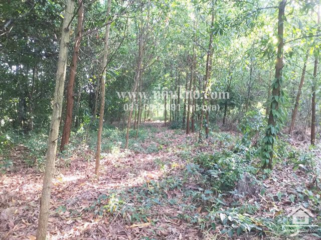 ขายที่ดินติดคลอง-ท่าใหม่-จันทบุรี-โฉนด-4-0-47ไร่-ตตะกาดเง้า-อท่าใหม่-จจันทบุรี-รหัส-l306