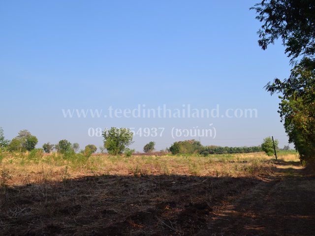 ขายที่ดินประดู่งาม-20-3-89-ไร่-ตประดู่งาม-อศรีเทพ-จเพชรบูรณ์-รหัส-l307