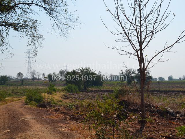 ขายที่ดินประดู่งาม-20-3-89-ไร่-ตประดู่งาม-อศรีเทพ-จเพชรบูรณ์-รหัส-l307