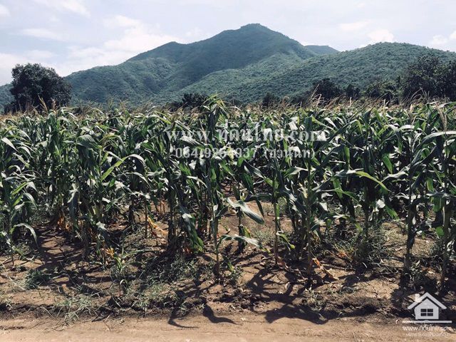 ขายที่ดินโคกสำโรง-ขายที่ดินลพบุรี-47ไร่-นส3ก-ตห้วยโป่ง-อโคกสำโรง-จลพบุรี-รหัส-l308