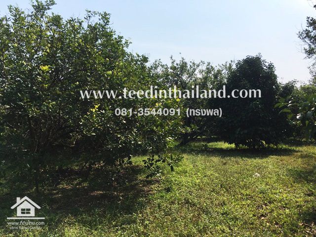 ที่ดินติดถนนลาดยาง-200ตรว-ตพลับพลาอเมือง-จจันทบุรี-รหัส-l36