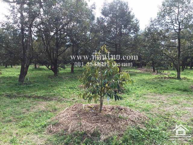 ขายสวนทุเรียน-มะขาม-จันทบุรี-โฉนด-24-2-16ไร่-ตมะขาม-อมะขาม-จจันทบุรี-รหัส-l314