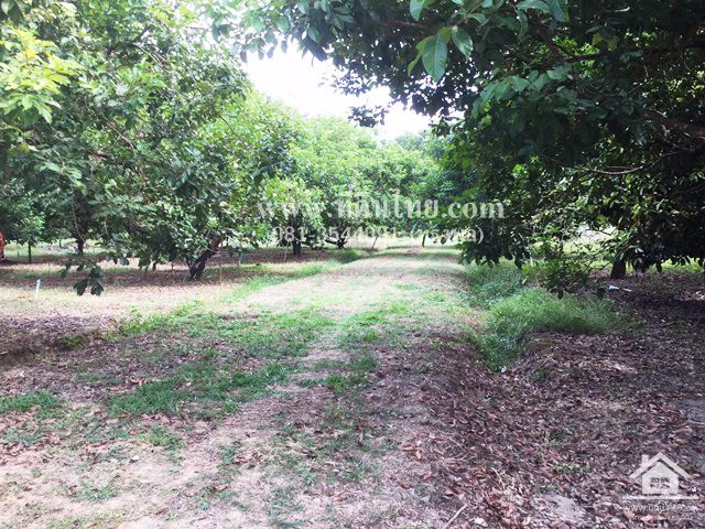 ขายสวนทุเรียน-มะขาม-จันทบุรี-โฉนด-24-2-16ไร่-ตมะขาม-อมะขาม-จจันทบุรี-รหัส-l314