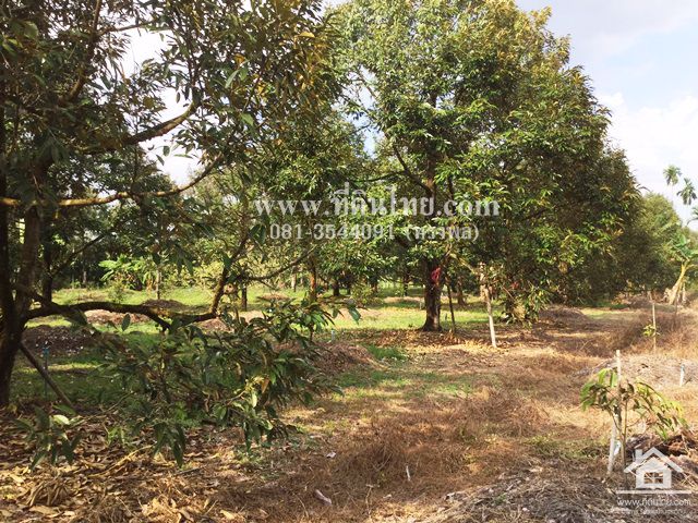 ขายสวนทุเรียน-มะขาม-จันทบุรี-โฉนด-24-2-16ไร่-ตมะขาม-อมะขาม-จจันทบุรี-รหัส-l314