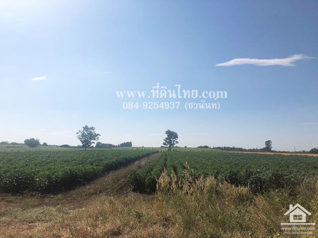 ขายที่ดินพัฒนานิคม-ขายที่ดินลพบุรี-โฉนด-24-ไร่-1-งาน-50-ตรว-ตพัฒนานิคม-อพัฒนานิคม-จลพบุรี-รหัส