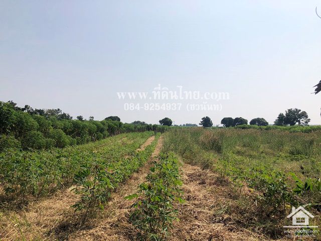 ขายที่ดินยางโทน-ขายที่ดินหนองม่วง-30ไร่เศษ-โฉนด-ตยางโทน-อหนองม่วง-จลพบุรี-รหัส-l316