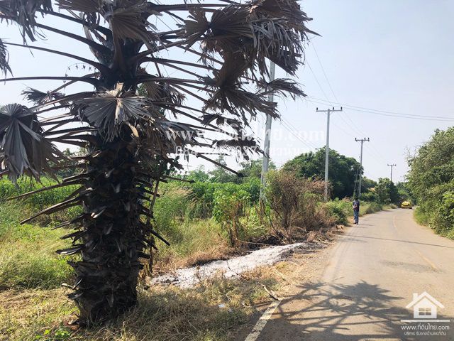 ขายที่ดินยางโทน-ขายที่ดินหนองม่วง-30ไร่เศษ-โฉนด-ตยางโทน-อหนองม่วง-จลพบุรี-รหัส-l316