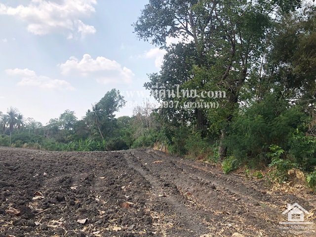 ขายที่ดินหนองม่วง-ขายที่ดินลพบุรี-5ไร่เศษ-นส3ก-ตชอนสารเดช-อหนองม่วง-จลพบุรี-รหัส-l328