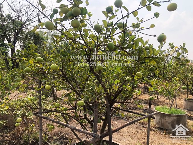 ขายที่ดินมหาโพธิ-ขายที่ดินสระโบสถ์-ขายสวนลพบุรี-2ไร่-โฉนด-ตมหาโพธิ-อสระโบสถ์-จลพบุรี-รหัส-l341