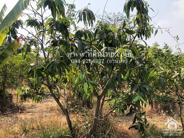 ขายที่ดินมหาโพธิ-ขายที่ดินสระโบสถ์-ขายสวนลพบุรี-2ไร่-โฉนด-ตมหาโพธิ-อสระโบสถ์-จลพบุรี-รหัส-l341