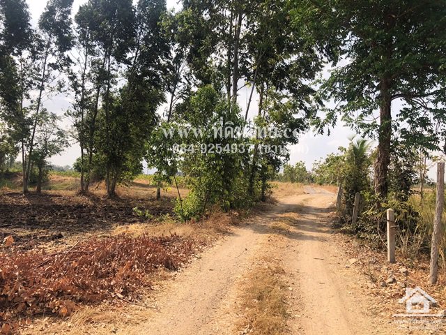 ขายที่ดินโคกสำโรง-ขายที่ดินคลองเกตุ-15-ไร่-3-งาน-77-ตรว-ตคลองเกตุ-อโคกสำโรง-จลพบุรี-รหัส-l344