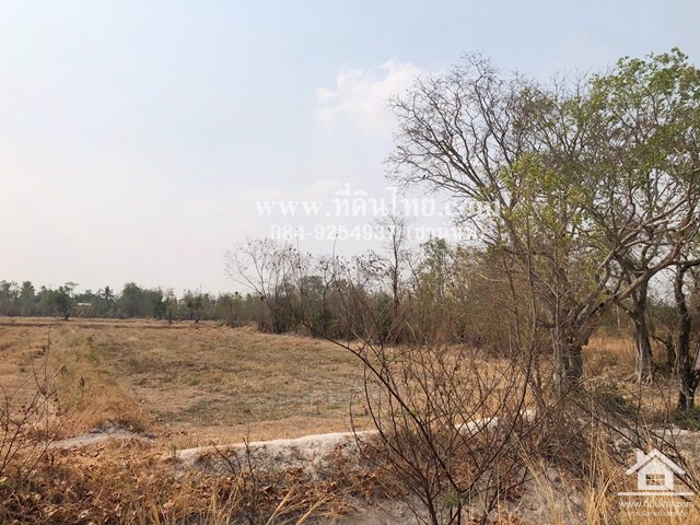 ขายที่ดินหมาโพธิ-ขายที่ดินสระโบสถ์-ขายที่ดินลพบุรี-4ไร่-โฉนด-ตมหาโพธิ-อสระโบสถ์-จลพบุรี-รหัส-l345