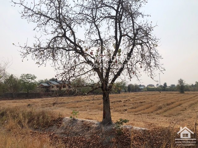 ขายที่ดินหมาโพธิ-ขายที่ดินสระโบสถ์-ขายที่ดินลพบุรี-4ไร่-โฉนด-ตมหาโพธิ-อสระโบสถ์-จลพบุรี-รหัส-l345