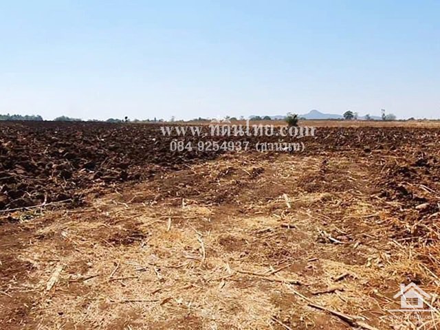 ขายที่ดินหนองม่วง-ขายที่ดินชอนสารเดช-16ไร่-1งาน-เศษ-นส3ก-ตชอนสารเดช-อหนองม่วง-จลพบุรี-รหัส-l346