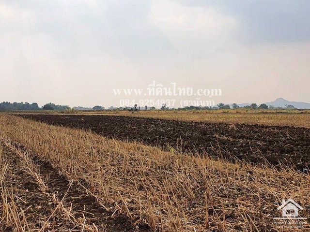ขายที่ดินหนองม่วง-ขายที่ดินชอนสารเดช-16ไร่-1งาน-เศษ-นส3ก-ตชอนสารเดช-อหนองม่วง-จลพบุรี-รหัส-l349