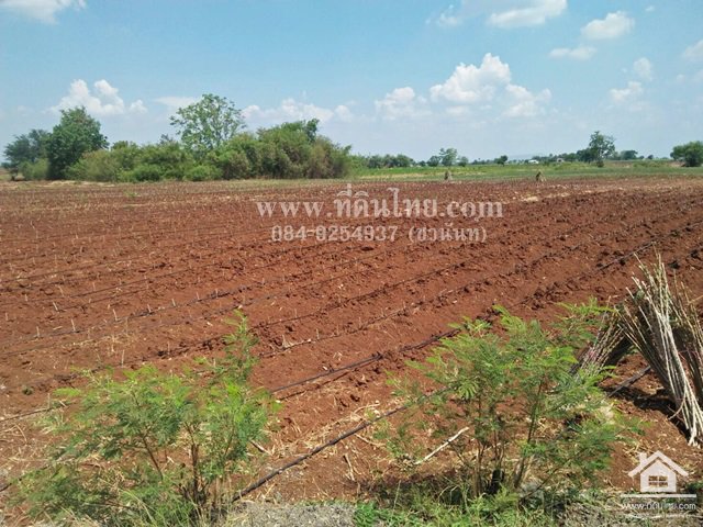 ขายที่ดินหนองม่วง-ขายที่ดินชอนสาร-13ไร่-2งาน-53ตรวโฉนด-ตชอนสารเดช-อหนองม่วง-จลพบุรี-รหัส-l350