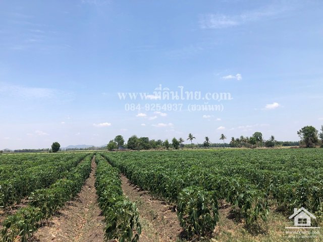 ขายที่ดินโคกเจริญ-ขายที่ดินโคกแสมสาร-16ไร่-1งาน-73ตรว-โฉนด-ตโคกแสมสาร-อโคกเจริญ-จลพบุรี-รหัส-l35