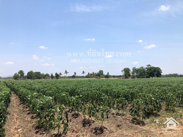 ขายที่ดินโคกเจริญ-ขายที่ดินโคกแสมสาร-16ไร่-1งาน-73ตรว-โฉนด-ตโคกแสมสาร-อโคกเจริญ-จลพบุรี-รหัส-l35