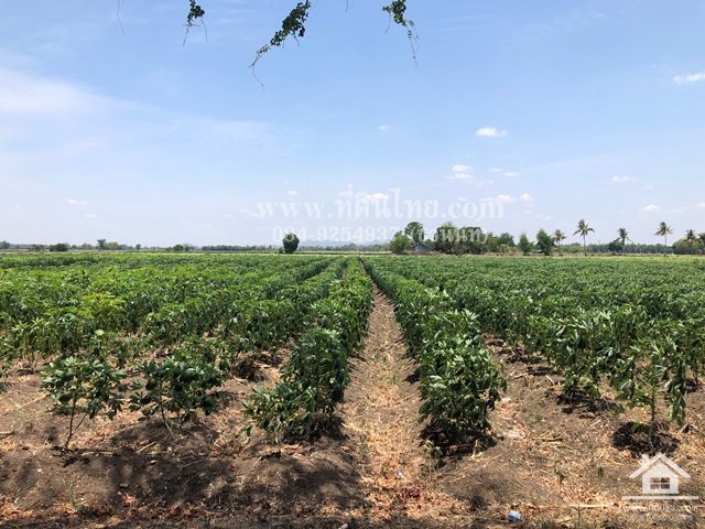 ขายที่ดินโคกเจริญ-ขายที่ดินโคกแสมสาร-16ไร่-1งาน-73ตรว-โฉนด-ตโคกแสมสาร-อโคกเจริญ-จลพบุรี-รหัส-l35