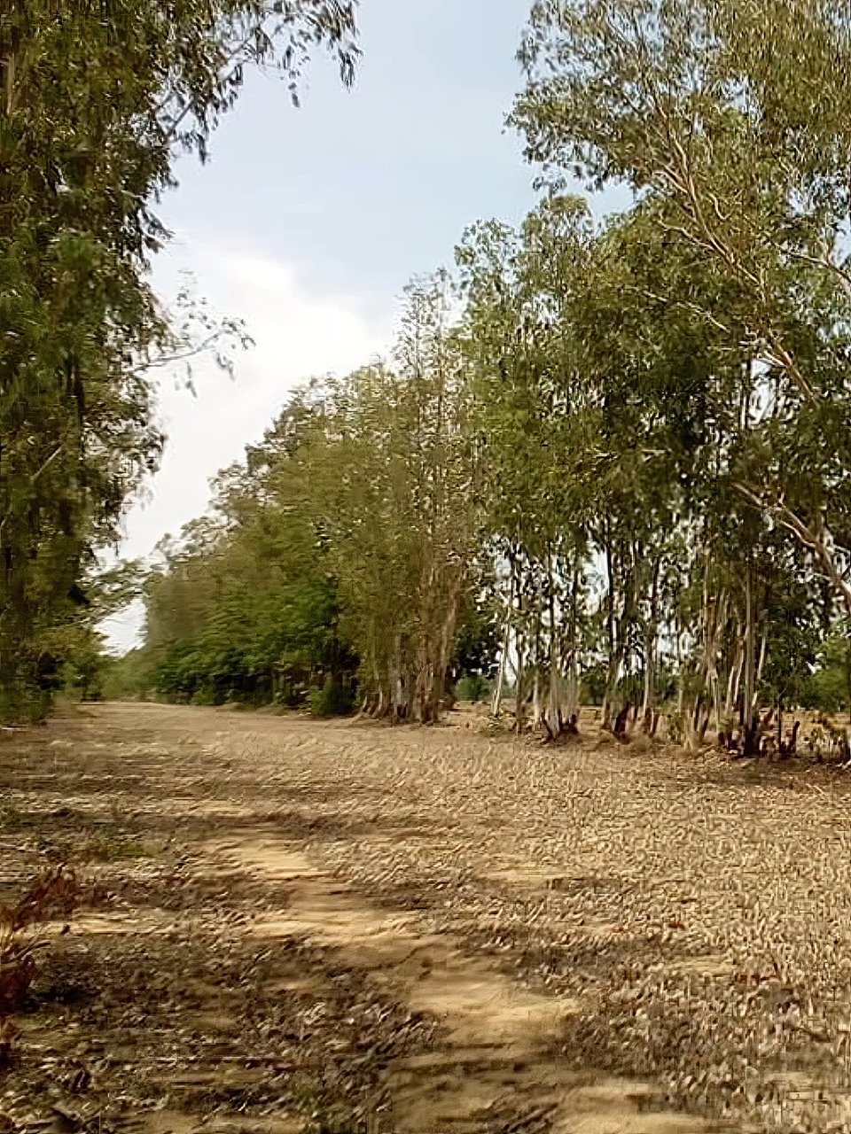 ด่วนน-ขายที่ดิน-จสุโขทัย-อศรีสำโรง-ติดถนน-ข้างกรมพัฒนาที่ดินสุโขทัย