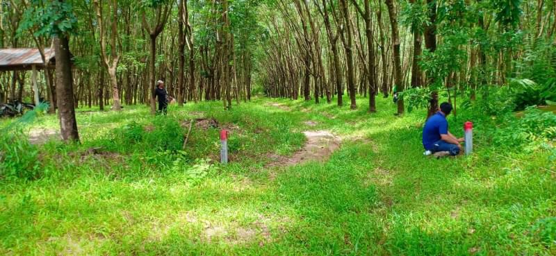 ขายสวนยาง-63ไร่-ราคายกแปลง19ล้านบาท-อายุ20ปี