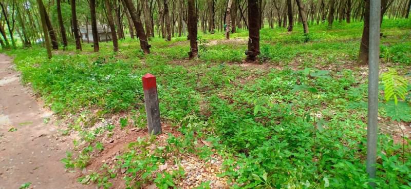 ขายสวนยาง-63ไร่-ราคายกแปลง19ล้านบาท-อายุ20ปี