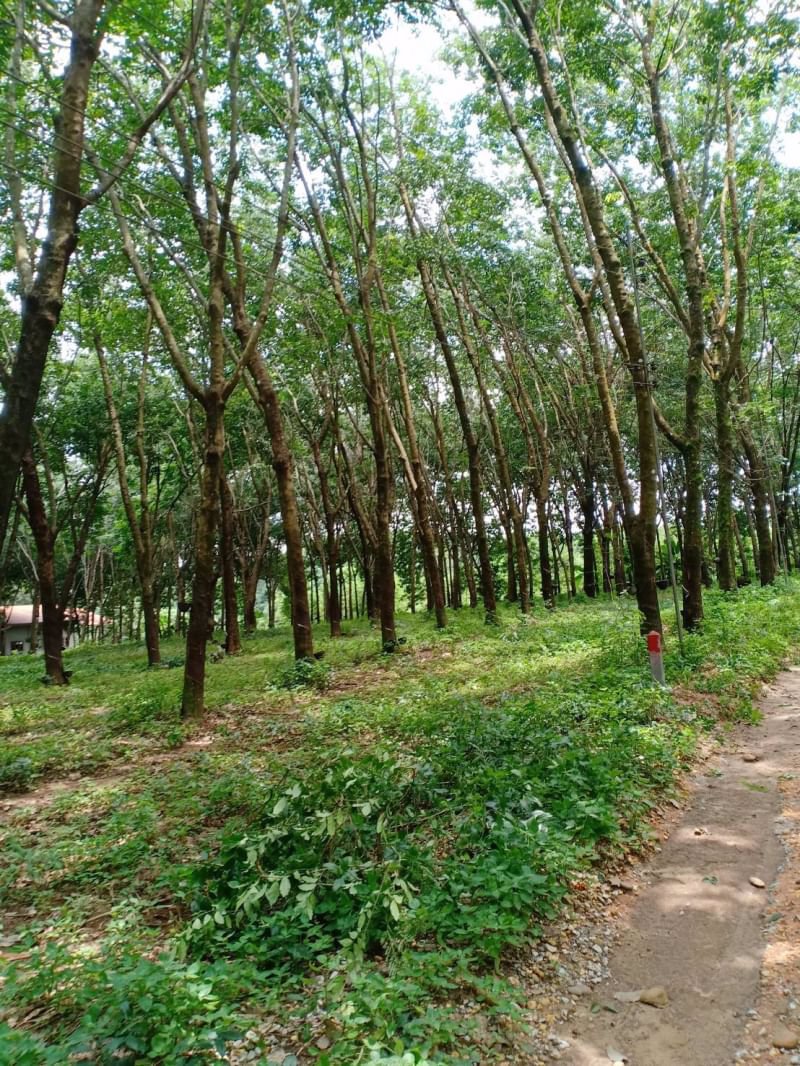 ขายสวนยาง-63ไร่-ราคายกแปลง19ล้านบาท-อายุ20ปี