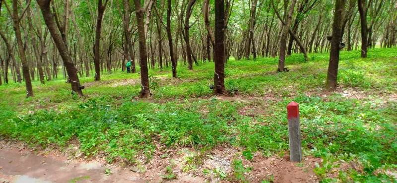 ขายสวนยาง-63ไร่-ราคายกแปลง19ล้านบาท-อายุ20ปี