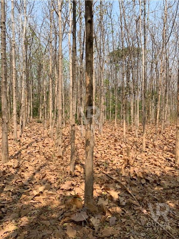 ขายที่ดินสวนสัก-ติดถนน-highway-หนองม่วง-ลพบุรี