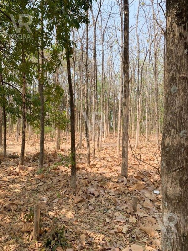 ขายที่ดินสวนสัก-ติดถนน-highway-หนองม่วง-ลพบุรี