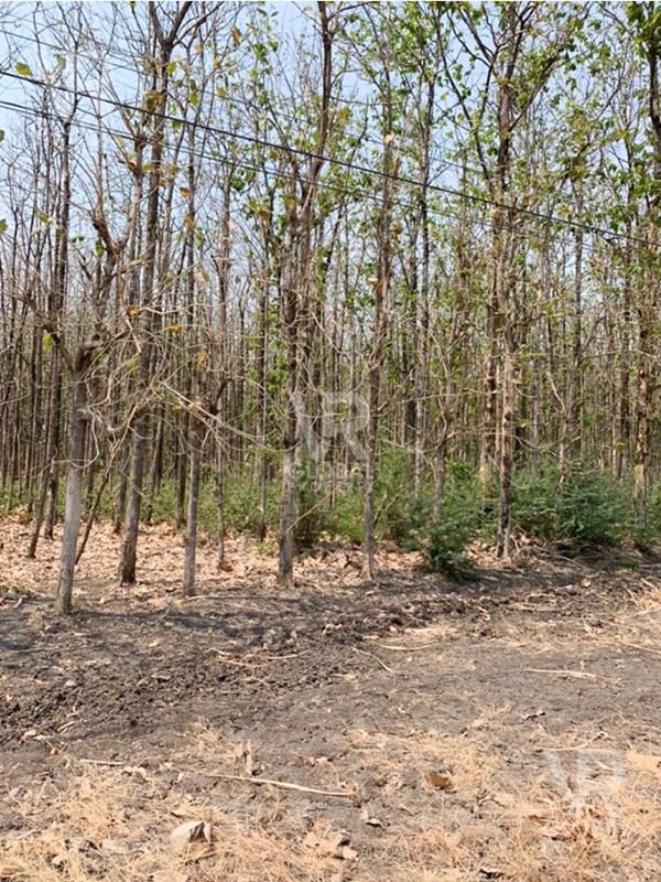 ขายที่ดินสวนสัก-ติดถนน-highway-หนองม่วง-ลพบุรี