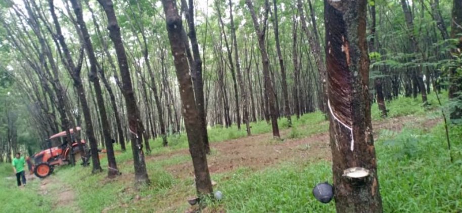 ขายที่สวนยางพารา-และสวนปาล์มอายุ-15ปี-45ไร่