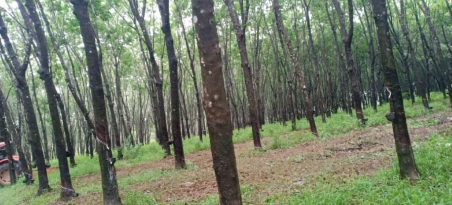 ขายที่สวนยางพารา-และสวนปาล์มอายุ-15ปี-45ไร่